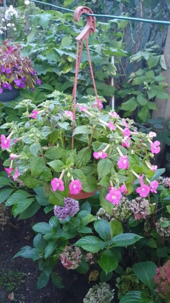 Messenger_creation_4C66C09A-CC7B-4A92-933F-C1262DA14C65 - - Achimenes în gradina