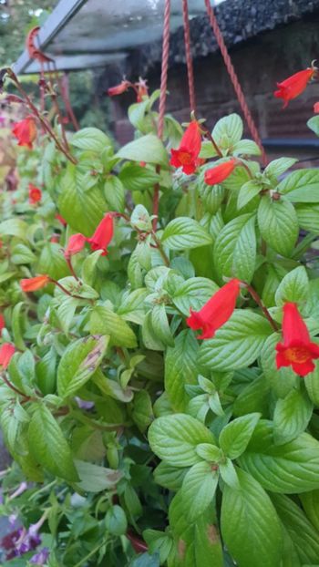 Messenger_creation_09BAF30B-EE68-49EB-9D7F-17E74A47D3E9 - - Achimenes în gradina
