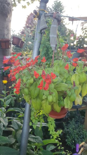 Messenger_creation_467E10F3-EF91-4892-9968-B7A8ED81B7EA - - Achimenes în gradina
