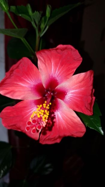 Messenger_creation_79DB9504-AD08-41D5-9CB3-31BF2D87F713 - 0-2018 -Hibiscusi