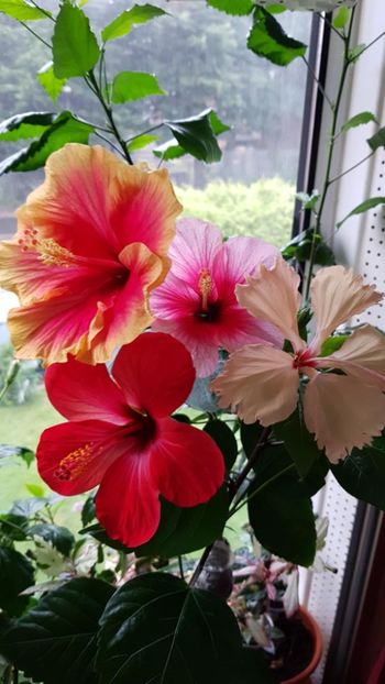 Messenger_creation_5EC7037F-6688-4846-9304-F5AC1D95C538 - 0-2018 -Hibiscusi