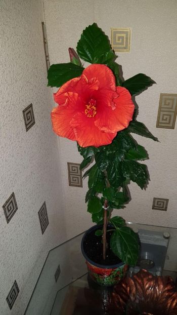 Messenger_creation_311AE7E3-CF2A-463C-A29D-97C9BC2B5AFF - 0-2018 -Hibiscusi