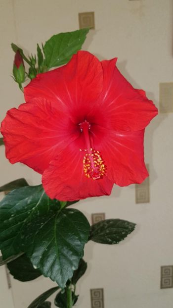 Messenger_creation_95069378-0A6F-4300-B140-E14A02CA066B - 0-2018 -Hibiscusi