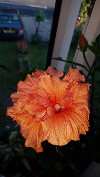 Messenger_creation_DA26FBAE-A249-4B3E-8B0D-ACD659FB9D24 - 0-2018 -Hibiscusi