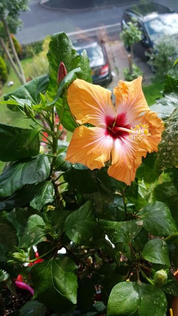 Messenger_creation_6328DADD-935D-4FEC-9BC1-F93A7C654A16 - 0-2018 -Hibiscusi