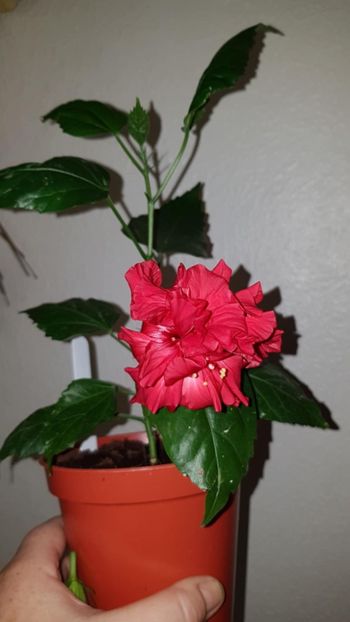 Messenger_creation_4214F389-A83B-48EE-8B3E-AC94293B9AEC - 0-2018 -Hibiscusi