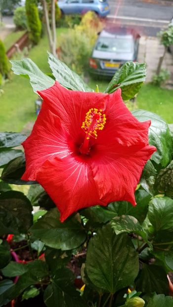 Messenger_creation_71628C66-CD73-483C-A319-974B7E781FEC - 0-2018 -Hibiscusi