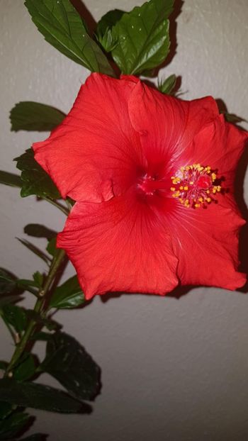 Messenger_creation_FEB4847D-F2D7-4330-ADA9-0F1F9B629302 - 0-2018 -Hibiscusi
