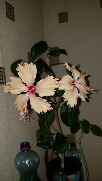 Messenger_creation_85EFBBE8-DC22-4ECB-85CC-3DBB8D331508 - 0-2018 -Hibiscusi
