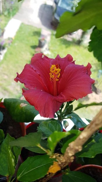 Messenger_creation_7049984F-7BF2-4F29-A143-BFFA303975DD - 0-2018 -Hibiscusi