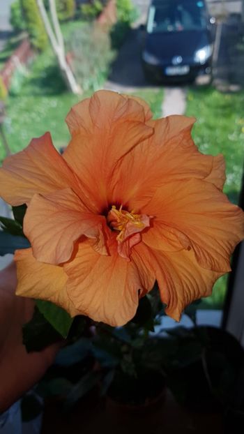 Messenger_creation_63E436D3-ED96-4A49-AE66-E7F8B576794F - 0-2018 -Hibiscusi