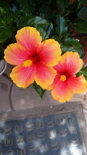 Messenger_creation_D1BCE044-57B8-4C7D-8E44-783F8410D902 - 0-2018 -Hibiscusi