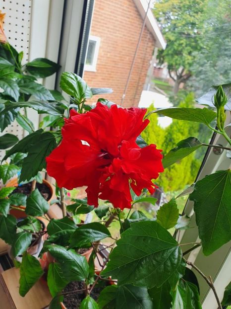 Messenger_creation_1551D5A1-3B05-4924-8E98-FF89F921B87D - 0-2018 -Hibiscusi