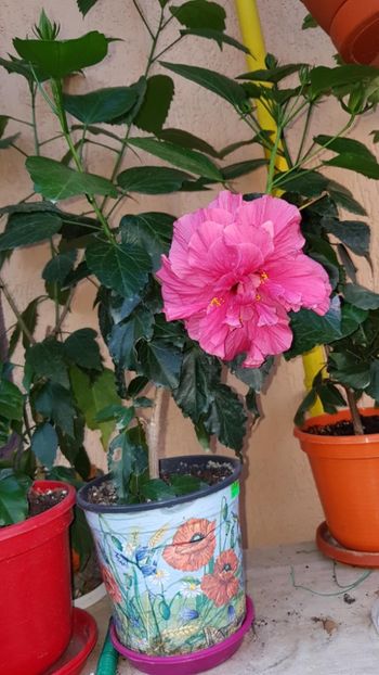 Messenger_creation_EBAC0E4E-060C-4CCF-BED8-156C25F3D7DF - 0-2018 -Hibiscusi