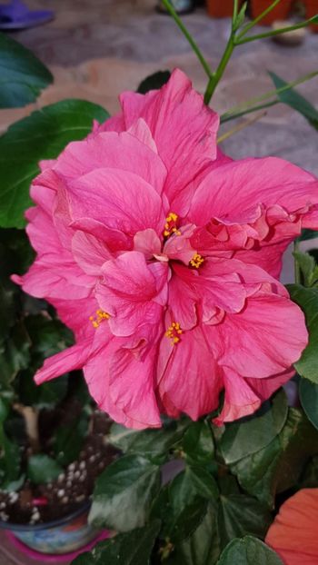 Messenger_creation_2F2D8E19-C521-4F9C-8063-44EF35C9BCF7 - 0-2018 -Hibiscusi