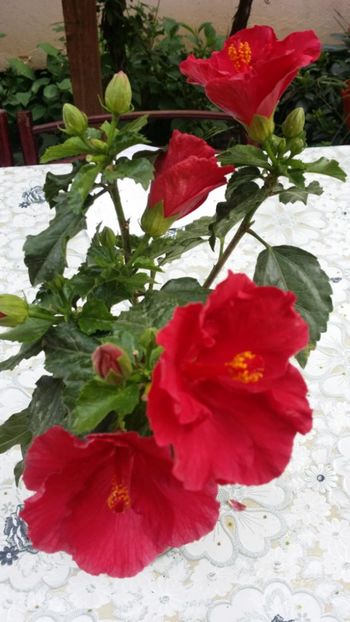Messenger_creation_FAB5DD3B-8290-41F6-882C-35869056CA18 - 0-2018 -Hibiscusi