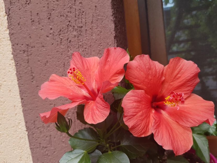 Messenger_creation_DAA2EB8D-8B39-41B0-B258-06CEB79D8A98 - 0-2018 -Hibiscusi