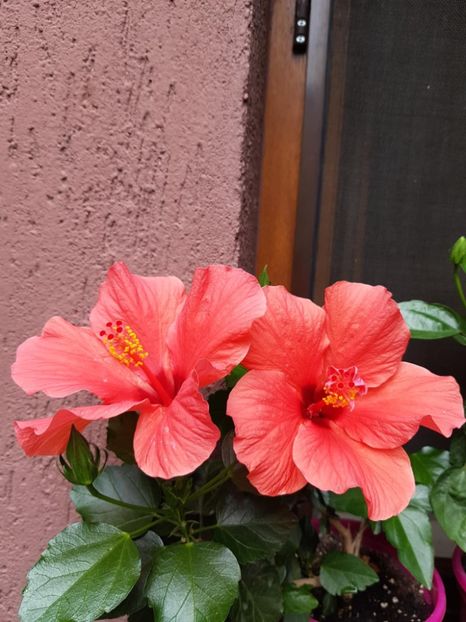 Messenger_creation_0921BA68-1B1B-4A37-AA3A-FAA65E84286E - 0-2018 -Hibiscusi