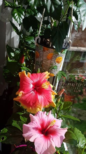 Messenger_creation_668C62CF-D557-4618-90C7-B5BE3DBC6142 - 0-2018 -Hibiscusi