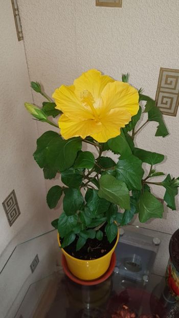 Messenger_creation_6FEFF7E5-9823-48B9-8474-C84DA2A3C724 - 0-2018 -Hibiscusi