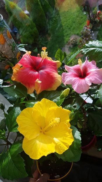 Messenger_creation_DCCF31E3-EBEA-427E-808E-8CB9BA6FD8B4 - 0-2018 -Hibiscusi