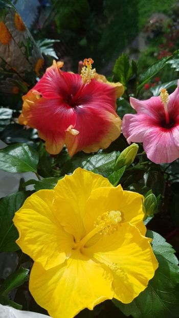 Messenger_creation_6A56BF0F-7ECA-4AAE-9C67-AB867A3B0302 - 0-2018 -Hibiscusi