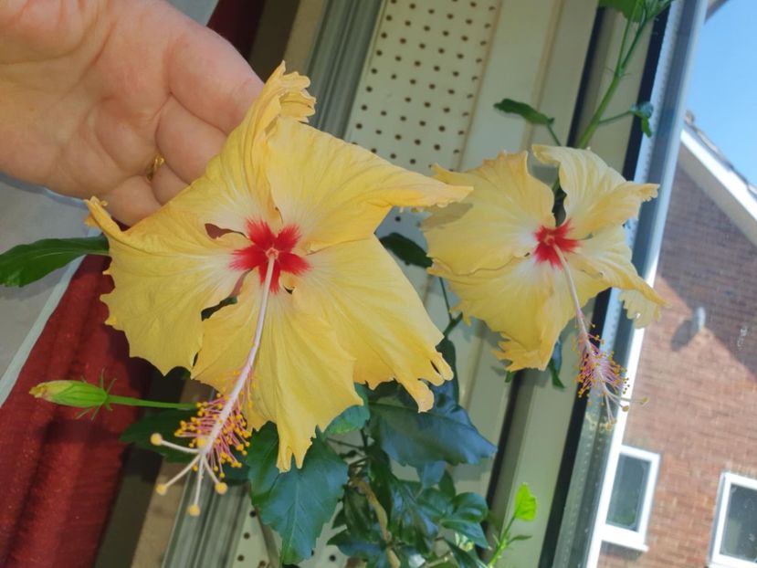 Messenger_creation_7EECB4B9-CD3D-4DCC-9D76-4566DF810735 - 0-2018 -Hibiscusi