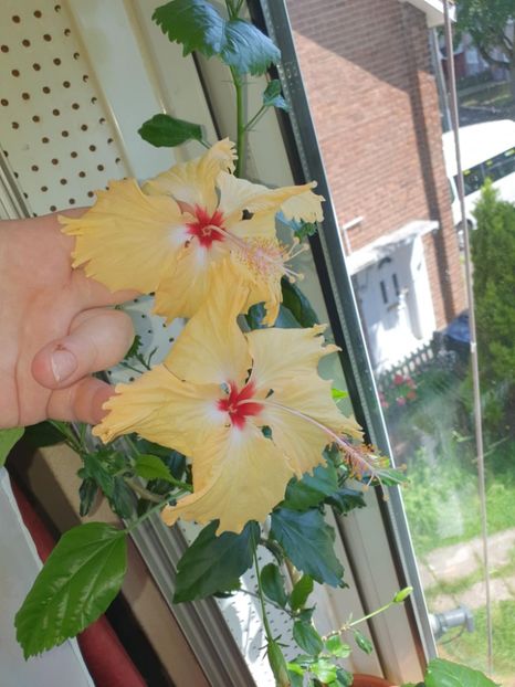 Messenger_creation_EFD5C30F-A687-48BD-925E-02CD4CCA2327 - 0-2018 -Hibiscusi