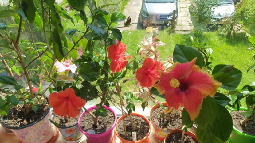 Messenger_creation_8DB63264-0195-48CF-8F59-46EC5F7EE428 - 0-2018 -Hibiscusi