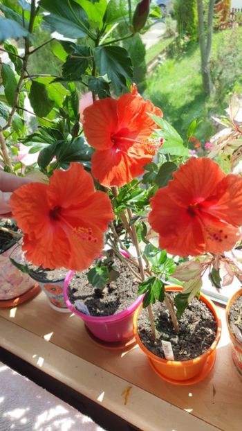 Messenger_creation_7E9DB5D1-EDA3-4045-8BA9-5E1FCE63BD6C - 0-2018 -Hibiscusi