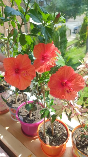 Messenger_creation_14F434A0-2796-4ADA-9657-E0F573AAE63F - 0-2018 -Hibiscusi