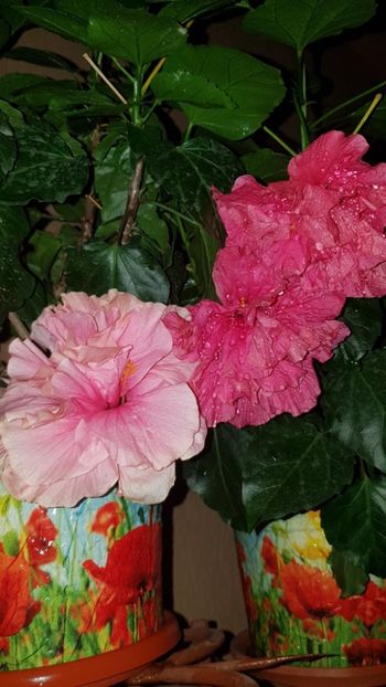 Messenger_creation_E2AF9C43-9219-451B-BDE2-83C53C7332BE - 0-2018 -Hibiscusi