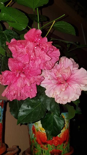 Messenger_creation_6667DDD9-F66F-48E8-A053-99DCC1D07EDF - 0-2018 -Hibiscusi