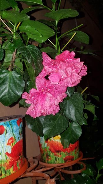 Messenger_creation_7D45AE0E-78D6-4ED2-A7EA-26EFA1390570 - 0-2018 -Hibiscusi