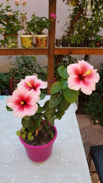 Messenger_creation_041CD925-6AB3-4740-BAAF-398B990973A4 - 0-2018 -Hibiscusi