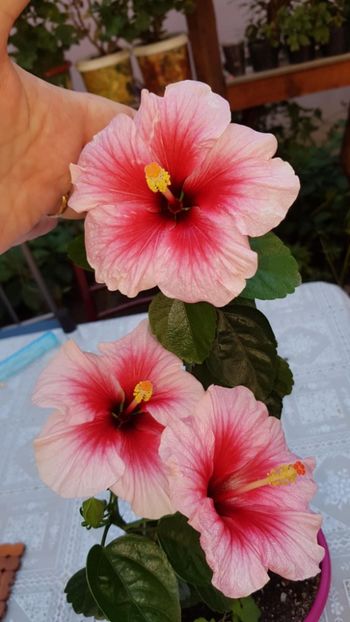 Messenger_creation_EFDFDD65-826C-4F9C-AB06-A64AED9ED60C - 0-2018 -Hibiscusi