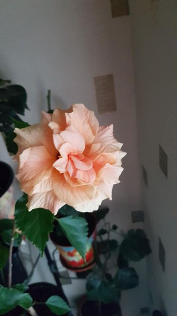 Messenger_creation_3E4FC859-F6E0-4CEC-B39A-0F10A0C18F45 - 0-2018 -Hibiscusi