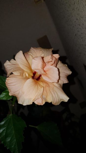 Messenger_creation_5518F4F2-A68D-4A92-A5E1-D9D5AA45EEF0 - 0-2018 -Hibiscusi