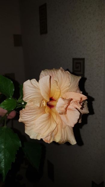 Messenger_creation_1639D942-8E2A-451D-A165-D4D94ACC8D41 - 0-2018 -Hibiscusi