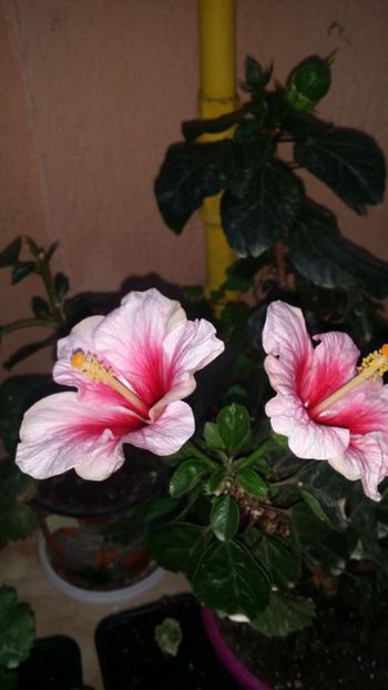 Messenger_creation_C86F2398-FD7C-4A53-A349-B654303658C0 - 0-2018 -Hibiscusi