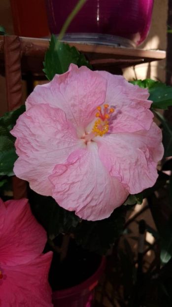Messenger_creation_902E38C5-4CEB-4CB5-9C35-AB5BFAB3FD97 - 0-2018 -Hibiscusi