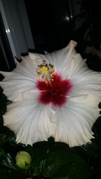 Messenger_creation_B02DB726-BA9B-4654-AE88-7DA082ED504F - 0-2018 -Hibiscusi