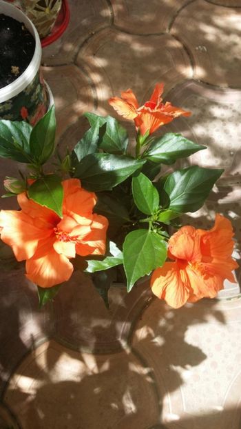 Messenger_creation_99D4A1BB-56A3-48AE-A675-58392A6594DE - 0-2018 -Hibiscusi