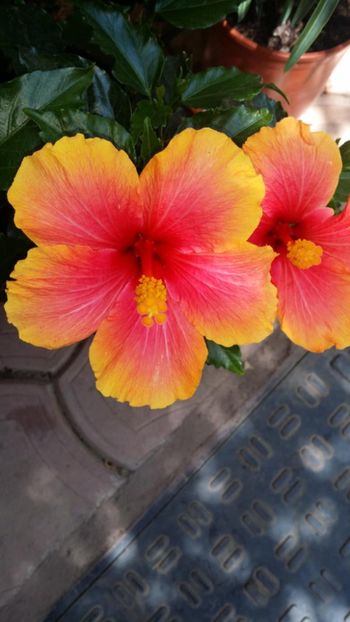 Messenger_creation_F292DB7B-4E0E-4341-9FBA-1040C75C5582 - 0-2018 -Hibiscusi