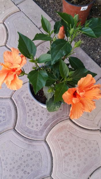 Messenger_creation_EE192BD4-7071-47C7-997F-3440BDC040DE - 0-2018 -Hibiscusi