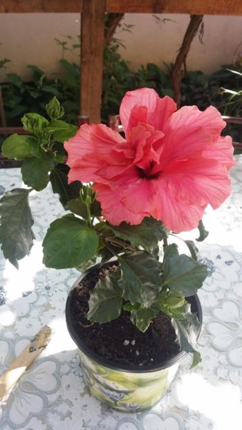 Messenger_creation_4337342E-3F8A-4B4D-B05A-FC2E70409E42 - 0-2018 -Hibiscusi