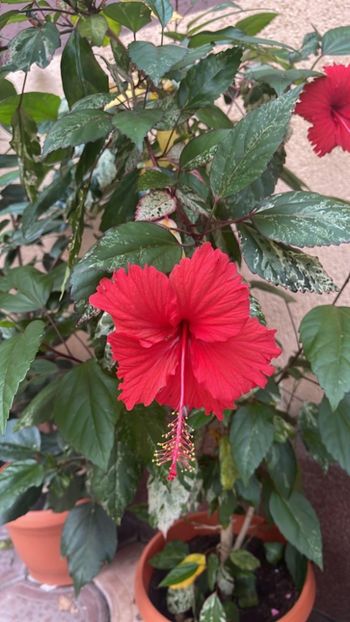 Messenger_creation_A70F7060-48A0-4E47-91A0-AA44A0F96FC5 - 0-2018 -Hibiscusi