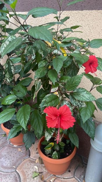 Messenger_creation_F455CC32-E054-4A50-A3E6-6ED63042AF7D - 0-2018 -Hibiscusi