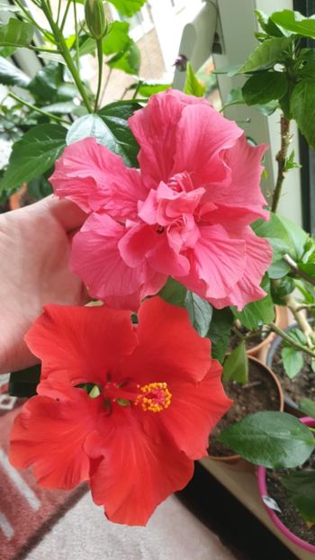 Messenger_creation_A472F684-28B5-4C15-AE33-360D5C1FC9A4 - 0-2018 -Hibiscusi
