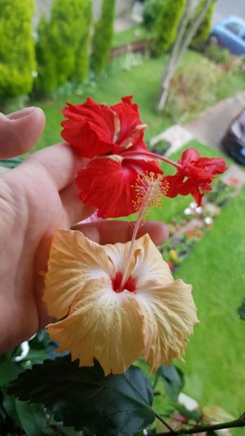 Messenger_creation_115053D9-7685-422B-97B9-F559F73B49B4 - 0-2018 -Hibiscusi